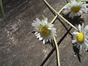 Bellis perennis - Srbija (2007)