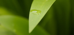 Raindrop